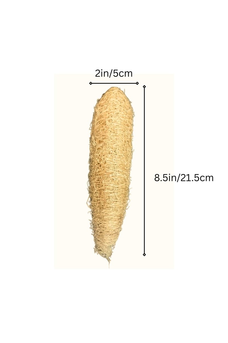 Natural Loofah Sponge for Bath & Body Scrubbing | 100% Organic Luffa Exfoliating Sponge | Eco-Friendly Shower Scrubber for Skin Care & Cleaning (Pack of 2)