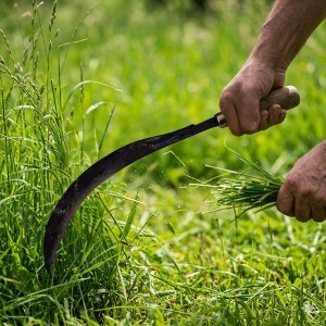 Handheld Garden Sickle with Sharp Curved Steel Blade & Wooden Handle | Multipurpose Grass Cutter for Farming, Harvesting & Weeding | Durable Manual Tool for Home Garden & Agriculture Use