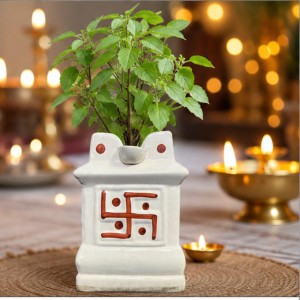 Handcrafted Ceramic White Tulsi Mandir with Auspicious Swastik Design | Traditional Tulsi Planter for Home, Balcony & Puja Room| Design May Vary | Securely Packed in a Wooden Box for Safe Delivery Handcrafted Ceramic White Tulsi Mandir with Auspicious Swastik Design | Traditional Tulsi Planter for Home, Balcony & Puja Room| Design May Vary | Securely Packed in a Wooden Box for Safe Delivery