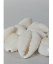 Hitech Sales Natural White Cowrie-Kaudi-Kawri-Kori - Cowry- Sea Shell for Puja and Multi Purpose Uses (100) Hitech Sales Natural White Cowrie-Kaudi-Kawri-Kori - Cowry- Sea Shell for Puja and Multi Purpose Uses (100)
