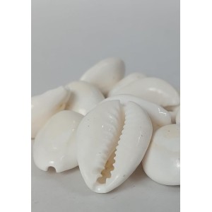 Hitech Sales Natural White Cowrie-Kaudi-Kawri-Kori - Cowry- Sea Shell for Puja and Multi Purpose Uses (100)