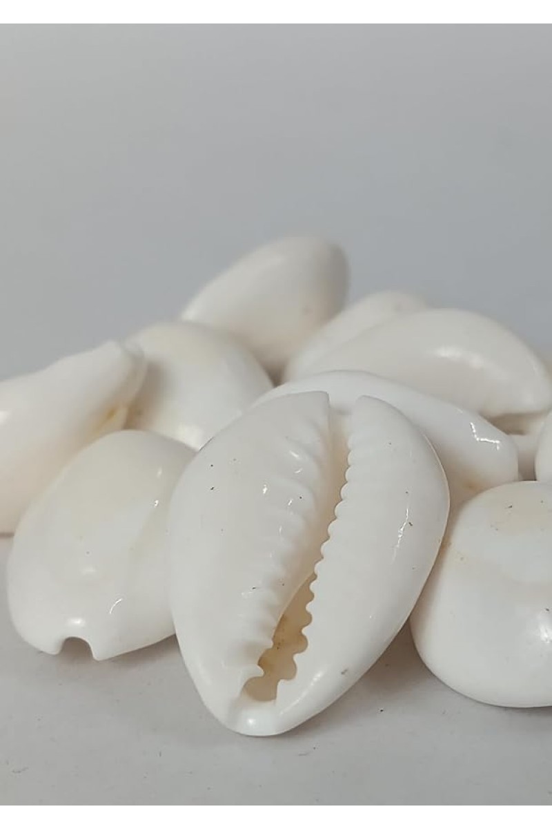 Hitech Sales Natural White Cowrie-Kaudi-Kawri-Kori - Cowry- Sea Shell for Puja and Multi Purpose Uses (100)