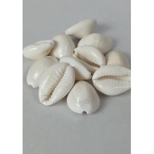 Hitech Sales Natural White Cowrie-Kaudi-Kawri-Kori - Cowry- Sea Shell for Puja and Multi Purpose Uses (100)