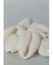 Hitech Sales Natural White Cowrie-Kaudi-Kawri-Kori - Cowry- Sea Shell for Puja and Multi Purpose Uses (11)