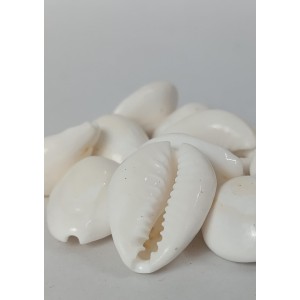 Hitech Sales Natural White Cowrie-Kaudi-Kawri-Kori - Cowry- Sea Shell for Puja and Multi Purpose Uses (11)