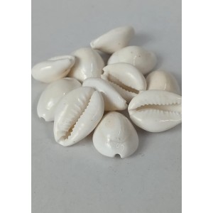Hitech Sales Natural White Cowrie-Kaudi-Kawri-Kori - Cowry- Sea Shell for Puja and Multi Purpose Uses (11)