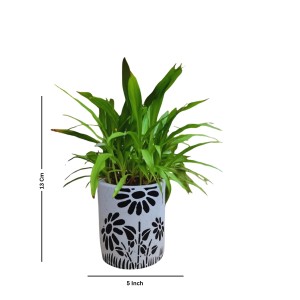 HI TECH Sales Indoor Decorative Potted Green Plant with Hand-Painted Black Floral Ceramic Pot – Ideal for Home,Gardening,Office, and Gifting