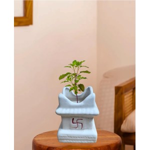 HI TECH Sales Sacred Tulsi Plant in White Ceramic Tulsi Vrindavan Pot with Swastik Symbol – Ideal for Home Mandir, Pooja Decor & Gifting