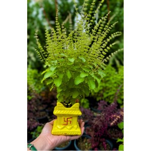 Hi Tech Sales Ceramic Tulsi Mandir | Traditional Planter Pot with Om & Swastik Symbols | Sacred Hindu Tulsi Planter for Home & Temple Use (Yellow)