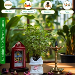 Hi Tech Sales Ceramic Tulsi Mandir | Traditional Planter Pot with Om & Swastik Symbols | Sacred Hindu Tulsi Planter for Home & Temple Use (White)